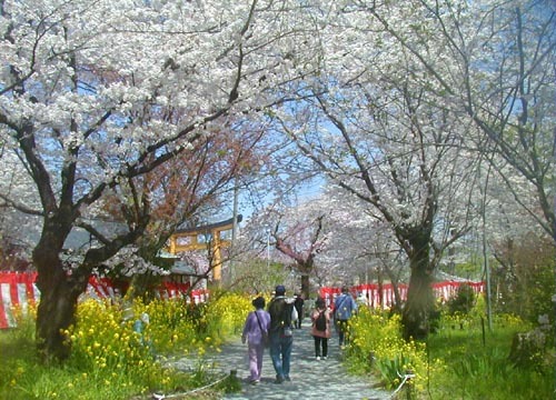 ●神社の造形―平野神社の桜、その2_d0053294_01170743.jpg