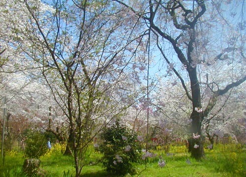 ●神社の造形―平野神社の桜、その2_d0053294_01171924.jpg
