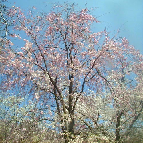●神社の造形―平野神社の桜、その2_d0053294_01173360.jpg