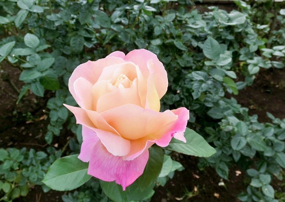 モダン・ローズ（1973年、1974年） : hebdo時季(とき)の花