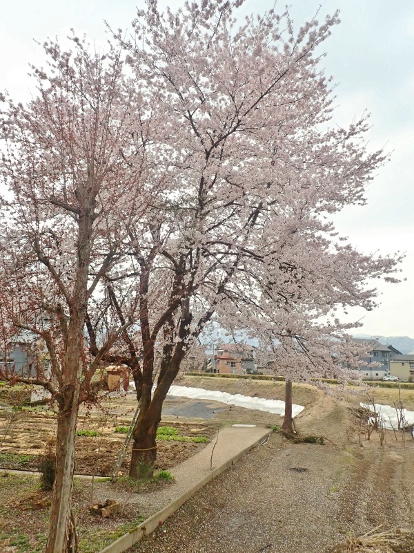 23日　裏手の菜園にはまだ雪が残っています_c0336902_22265350.jpg