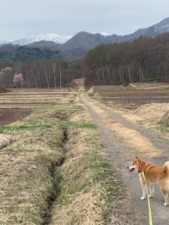 2022 4月26日 火曜日 くもり_f0210811_12582518.jpg
