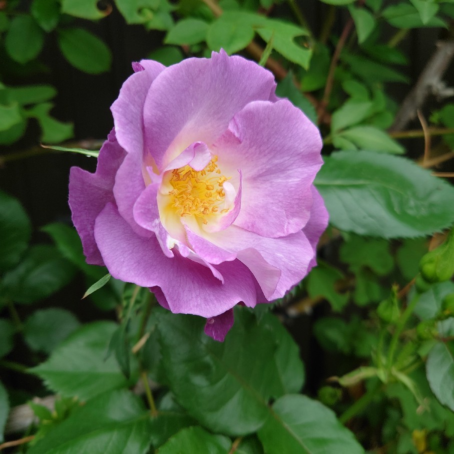 咲き出したバラと判明したペチュニアの名前_c0404712_10030352.jpg