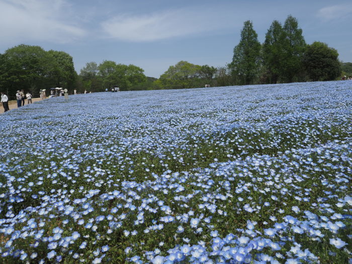 芝桜とネモフィラの丘（花夢の里）_c0116915_01174569.jpg