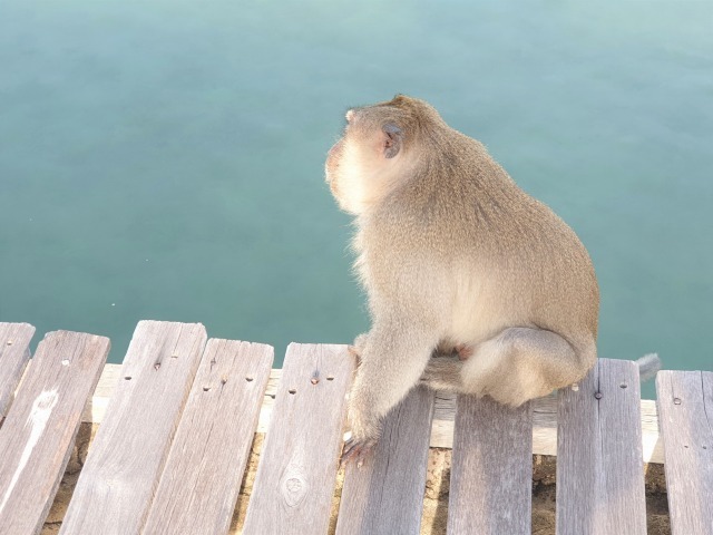 珍客現る_c0211615_16240596.jpg
