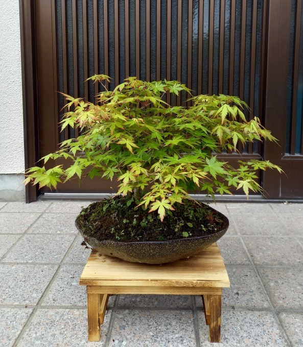秋の紅葉よりきれいだなと毎年思うモミジ_a0228333_21411917.jpg