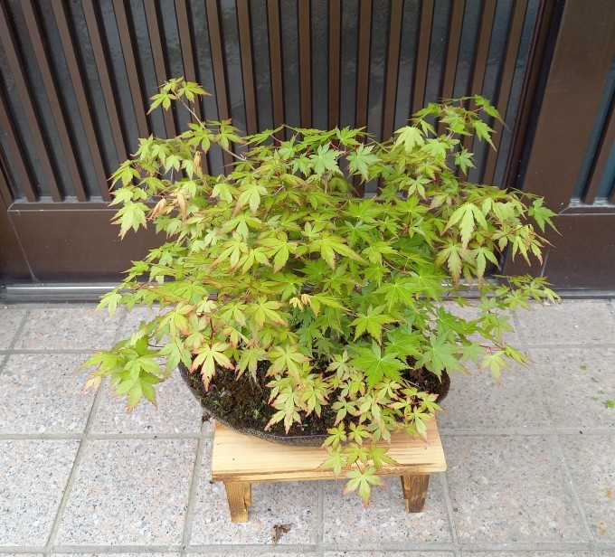 秋の紅葉よりきれいだなと毎年思うモミジ_a0228333_21412788.jpg