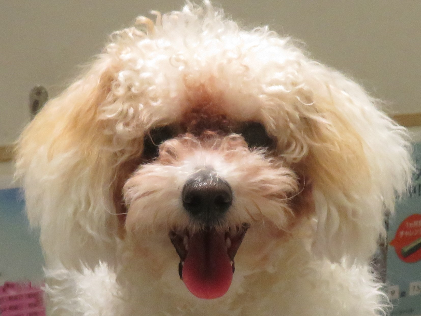 4 月 26 日の写真_c0174644_13444092.jpg