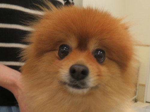 4 月 26 日の写真_c0174644_20102859.jpg