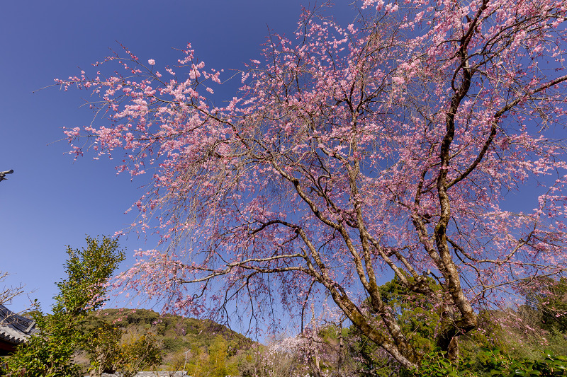 2022桜咲く京都　三春滝桜咲く恵心院_f0155048_21075350.jpg