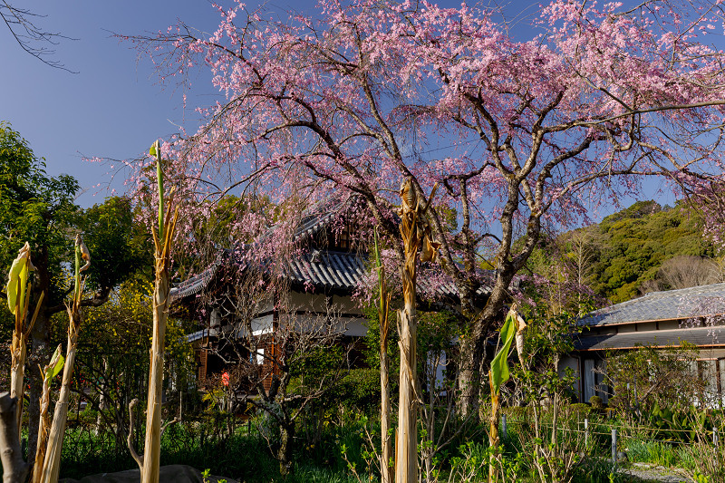 2022桜咲く京都　三春滝桜咲く恵心院_f0155048_21081518.jpg