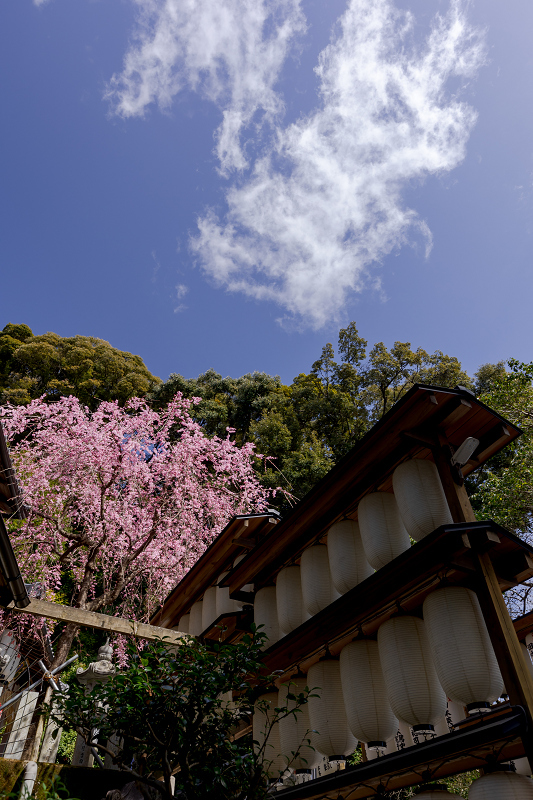 2022桜咲く京都　六所神社のしだれ桜_f0155048_23400502.jpg