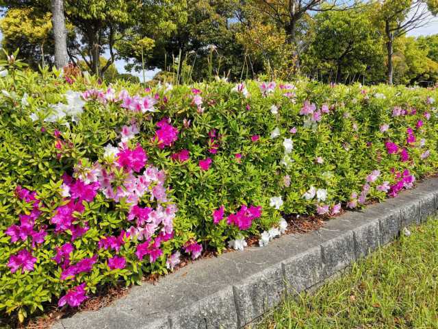 富浜緑地情報♪ユキヤナギ、ハナミズキ、ヒラドツツジの花が咲いています！_d0338682_07380043.jpg