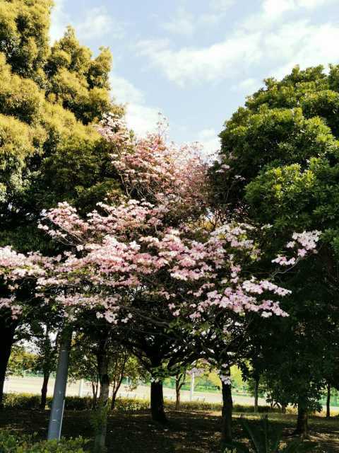 富浜緑地情報♪ユキヤナギ、ハナミズキ、ヒラドツツジの花が咲いています！_d0338682_07390163.jpg