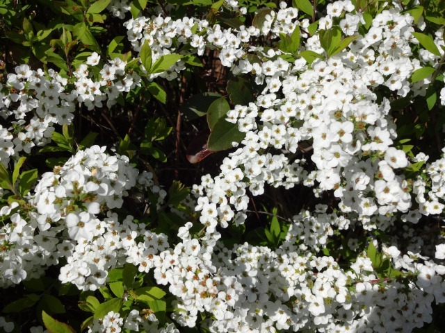 富浜緑地情報♪ユキヤナギ、ハナミズキ、ヒラドツツジの花が咲いています！_d0338682_07393272.jpg
