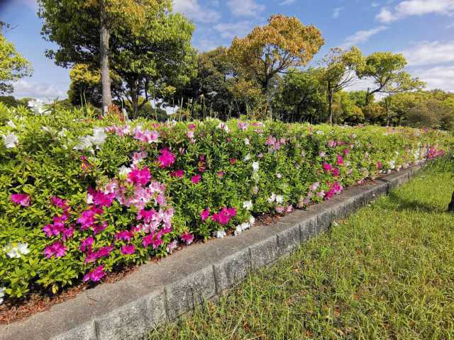 富浜緑地情報♪ユキヤナギ、ハナミズキ、ヒラドツツジの花が咲いています！_d0338682_07402390.jpg