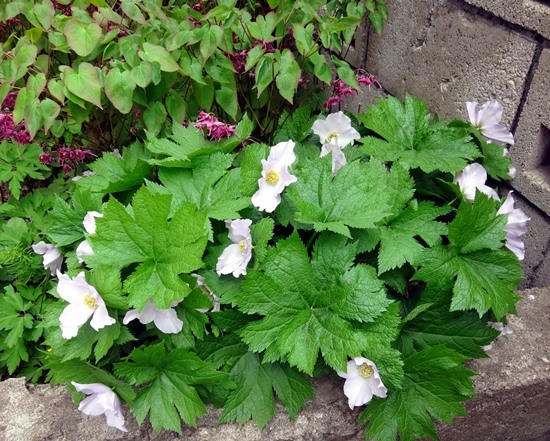 山野草の小さな段々花壇のシラネアオイとイカリソウなど_a0136293_14505204.jpg