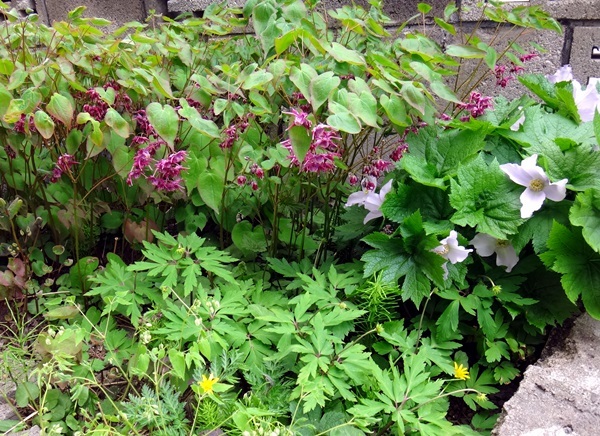 山野草の小さな段々花壇のシラネアオイとイカリソウなど_a0136293_14521695.jpg