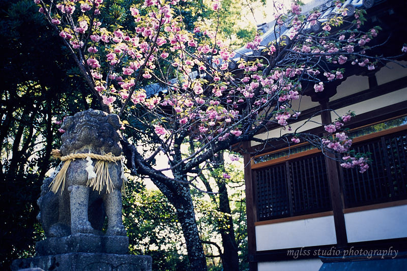 丹比神社の八重桜_f0145608_11064633.jpg