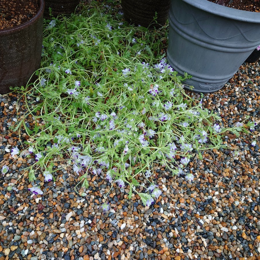 大雨の後の朝の庭_c0404712_09140430.jpg