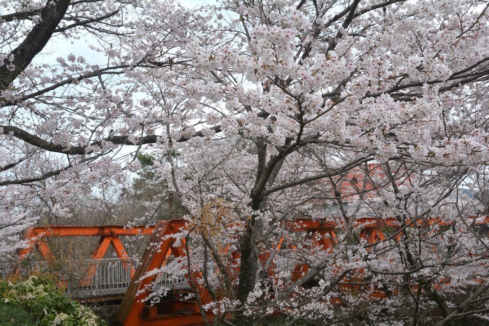 4丁目六郷川橋梁 目線の桜_e0373930_18294213.jpg