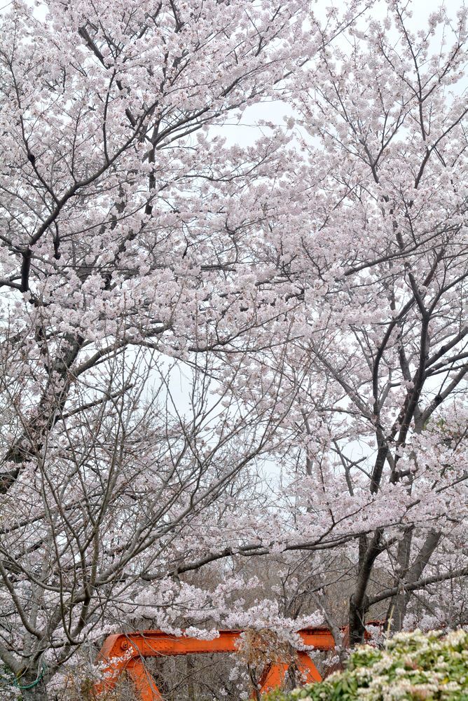 4丁目六郷川橋梁 目線の桜_e0373930_18294289.jpg