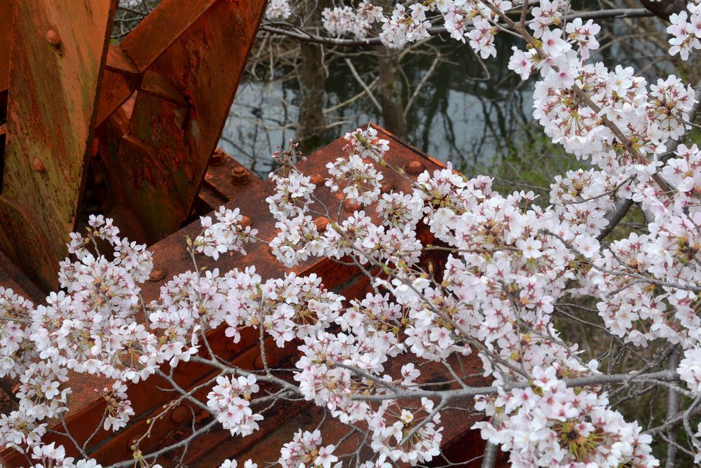 4丁目六郷川橋梁 目線の桜_e0373930_18300606.jpg