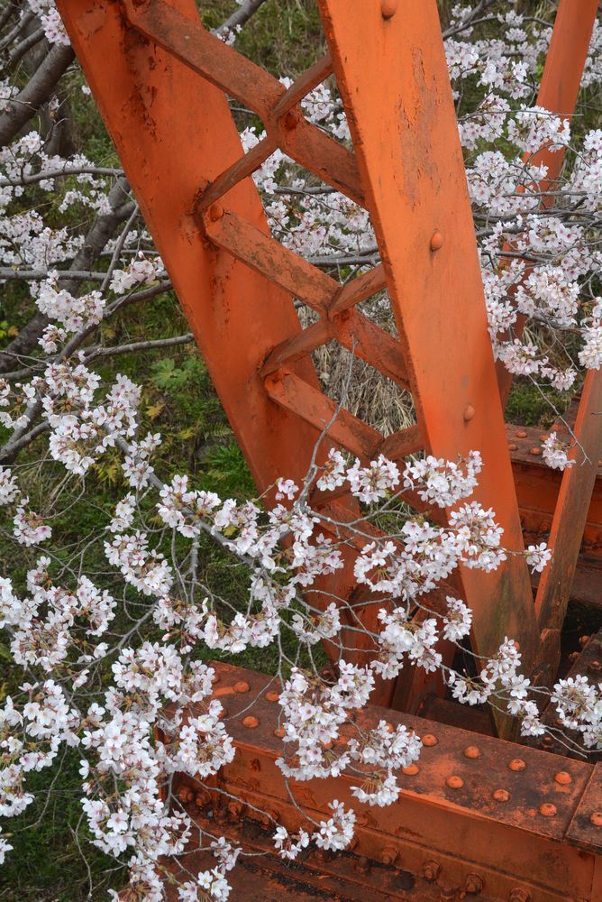 4丁目六郷川橋梁 目線の桜_e0373930_18300635.jpg