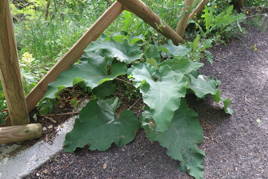 オルヴィエート 崖下に菜の花・ゴボウ 町に藤・椿_f0234936_19325638.jpg