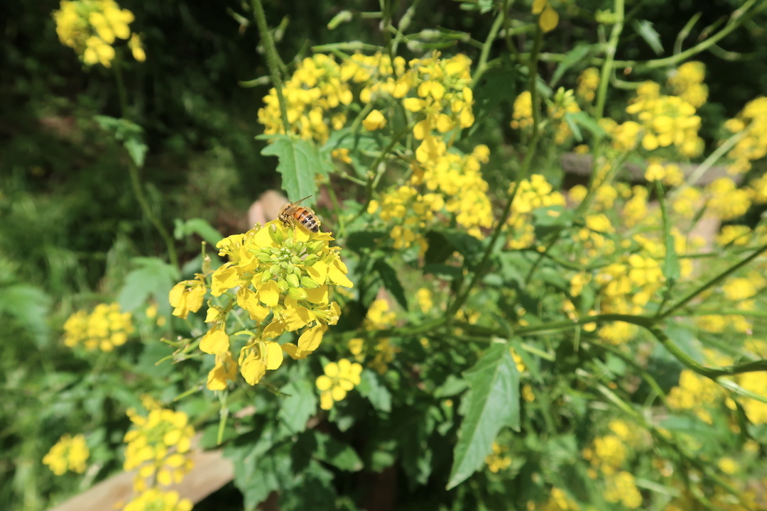 オルヴィエート 崖下に菜の花・ゴボウ 町に藤・椿_f0234936_19412137.jpg