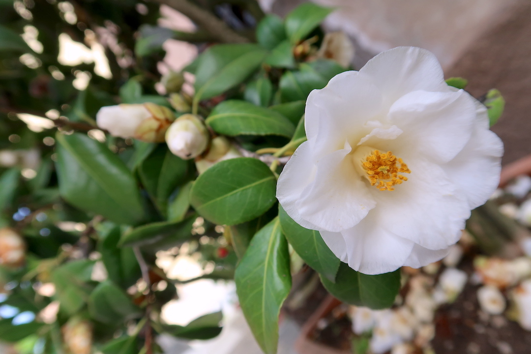 オルヴィエート 崖下に菜の花・ゴボウ 町に藤・椿_f0234936_19591456.jpg