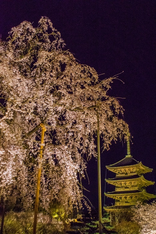 22京都桜 東寺ライトアップ 鏡花水月