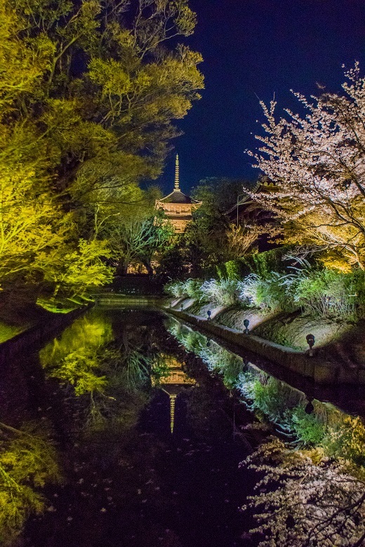 22京都桜 東寺ライトアップ 鏡花水月