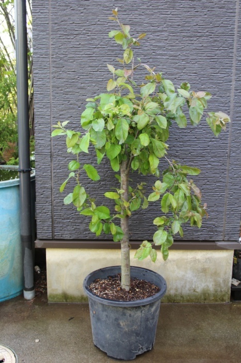 クラブアップル プロフュージョン Malus Profusion 販売 価格 値段 画像 写真 庭木 植木 お問合せ商品 田中園 Shop Tanakaen Jp Web Magazine