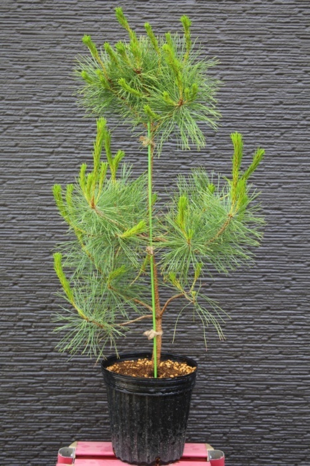 アカマツ 赤松 苗木 販売 画像 写真 価格 値段 庭木 安行 植木 お