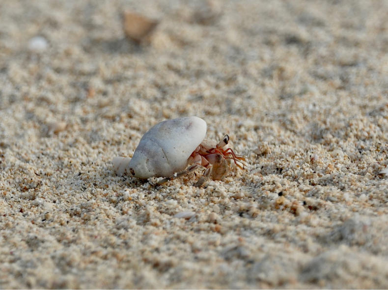 沖縄番外編ヤドカリ 青爺の野鳥日記