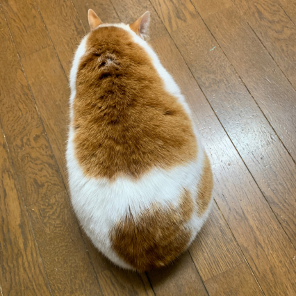 良き形態_a0028451_17535387.jpg