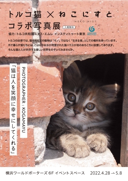 4/28～5/8横浜ワールドポーターズで行われる「ねこにすと」さんのイベントにてトルコの猫写真展示します！_e0255060_21593671.jpg