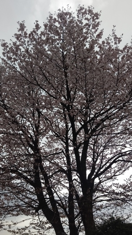 駐車場の桜が！_b0185375_14262994.jpg