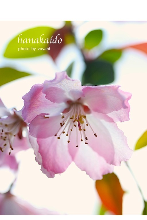 4月 新芽の季節_d0316986_10285365.jpg