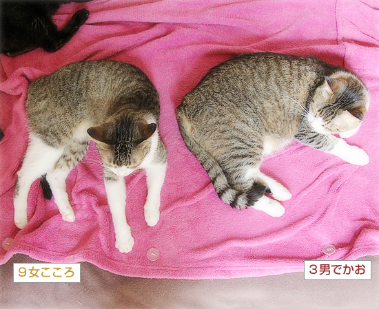 うそやん_a0389088_16230679.jpg
