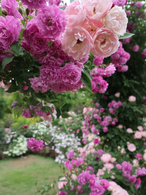 薔薇の季節の中之条ガーデンズに行きませんか？_b0331802_22544259.jpg
