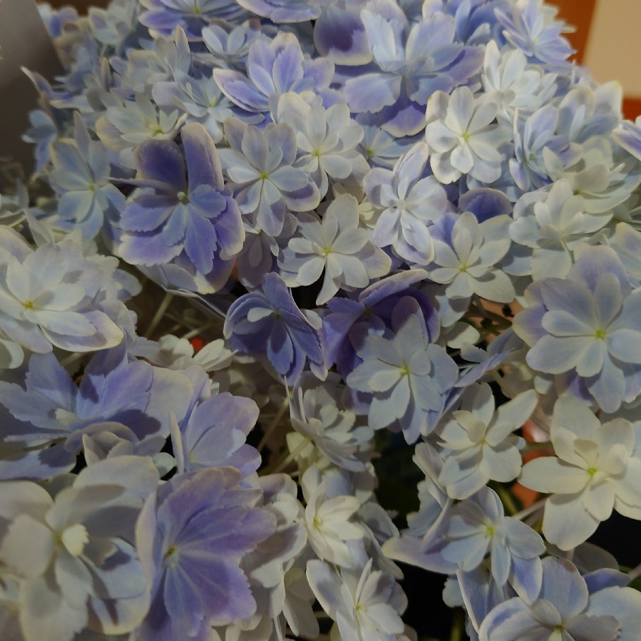 貰った紫陽花 万華鏡 とキングサリ バラやらナンやら