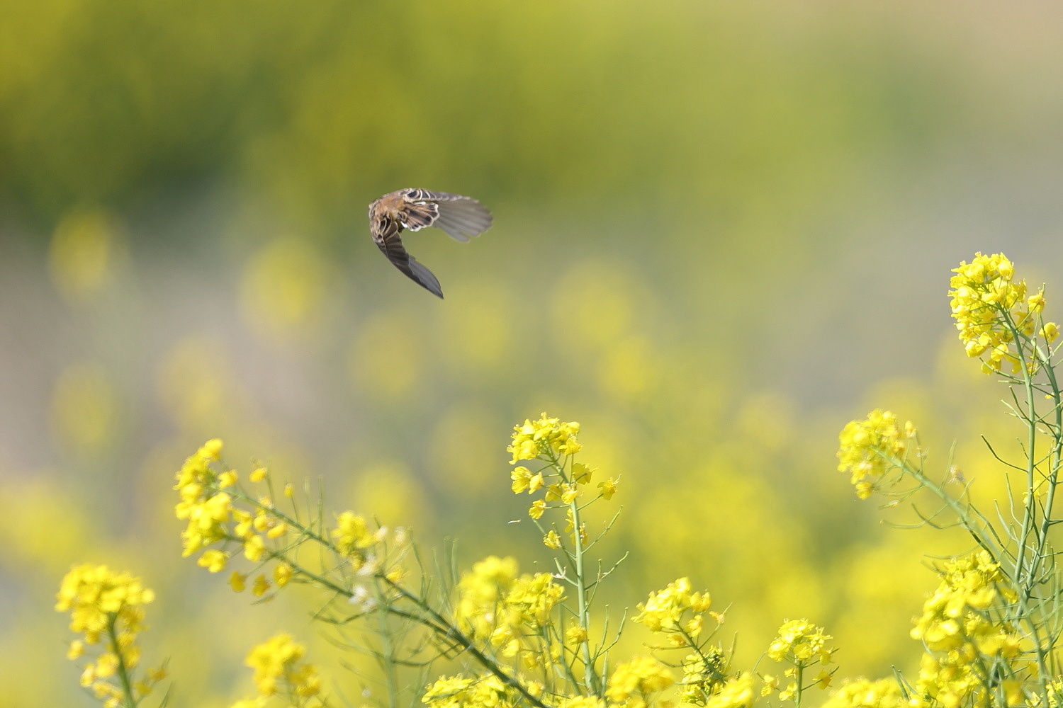 セッカ 菜の花の テリトリー_f0369315_20405103.jpg
