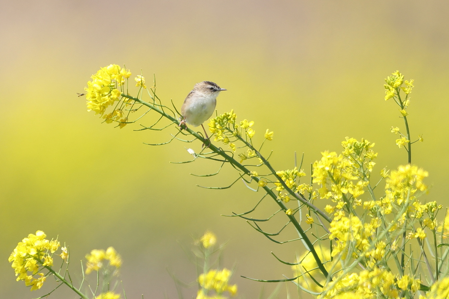 セッカ 菜の花の テリトリー_f0369315_20405167.jpg