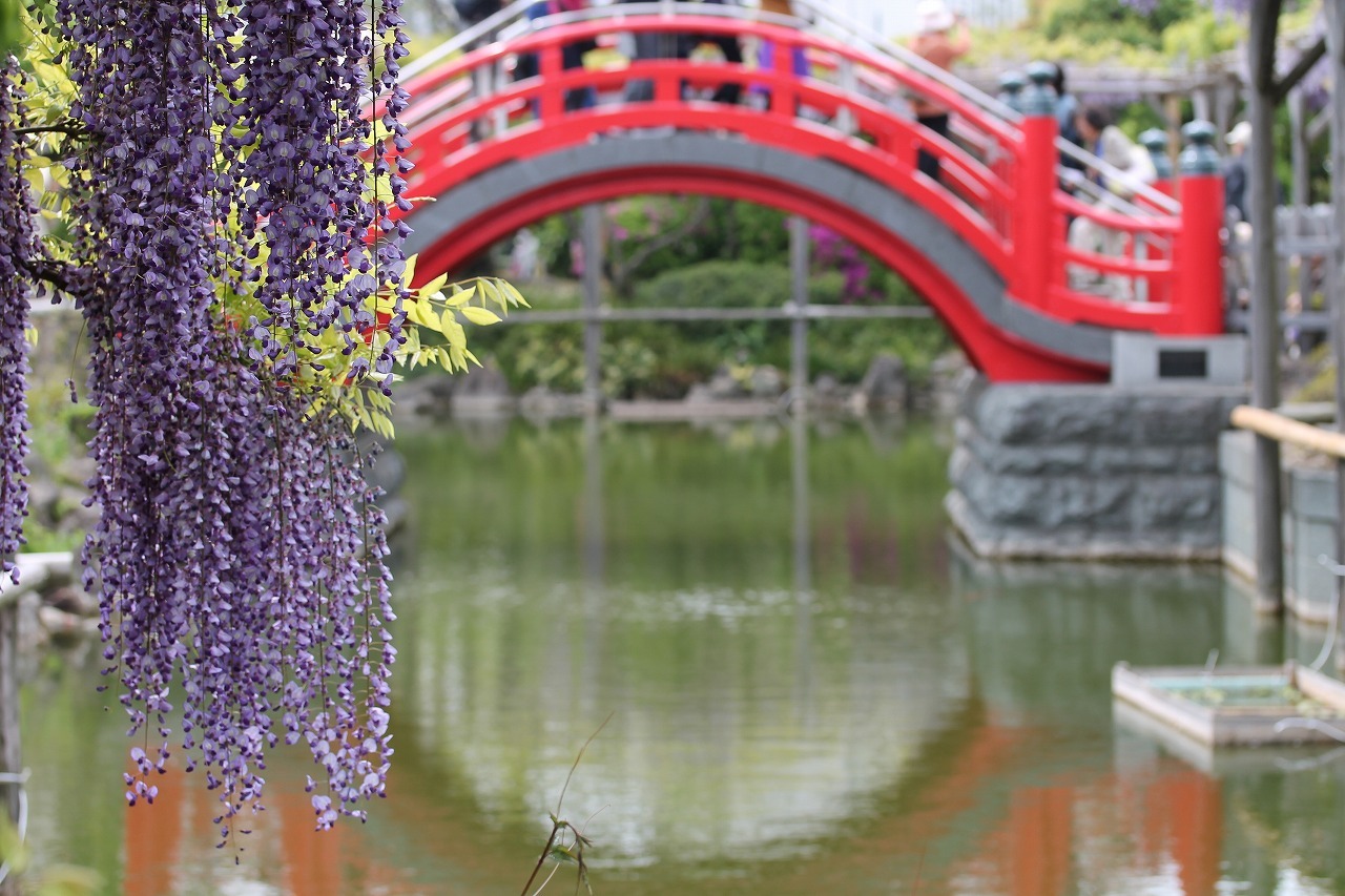 万葉集その八百九十（藤の花） : 万葉集遊楽