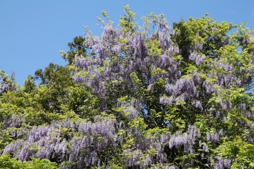 万葉集その八百九十（藤の花） : 万葉集遊楽