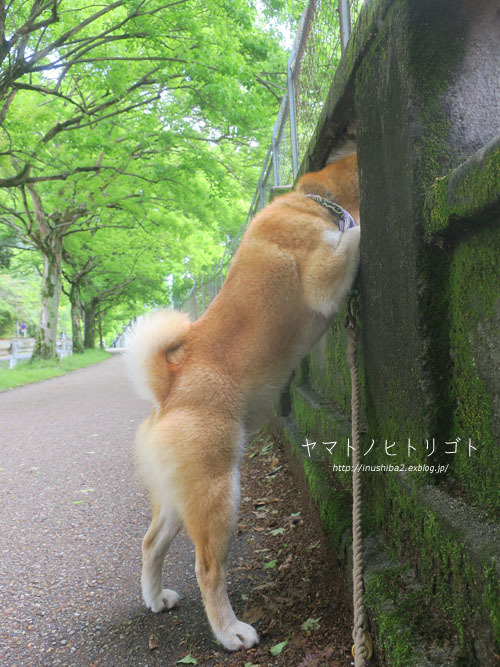 「ネコダ！」_e0394031_05165769.jpg