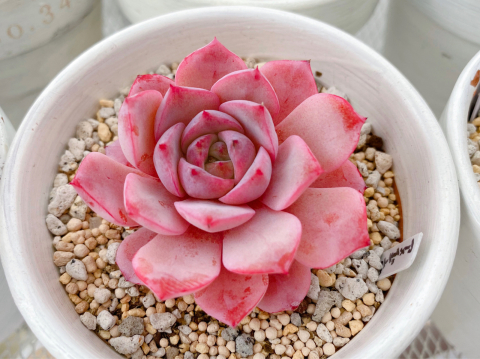 めちゃくちゃピンクのアメイジンググレイス* : Natural style*