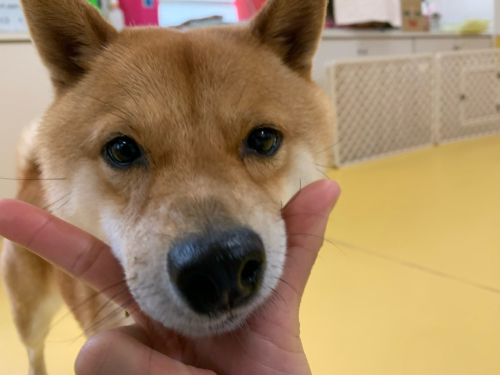 今週のドッグラン_f0357682_12360260.jpg